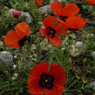 Papaver pannonicum